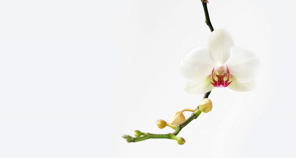 Warum sind Orchideen so beliebt?